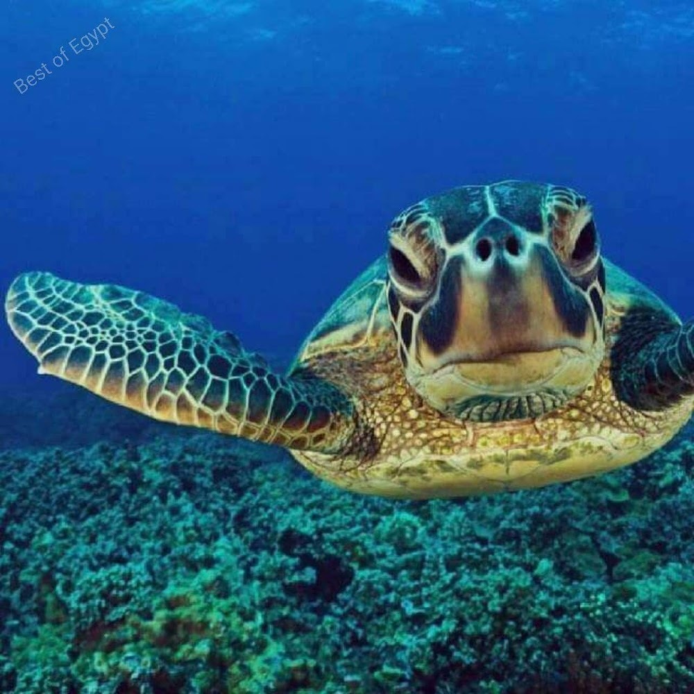 Meet your Posher, Therez